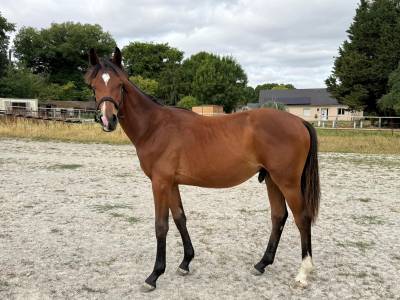 Poulain sf de 2024