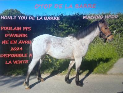 Poulain poney de 2024