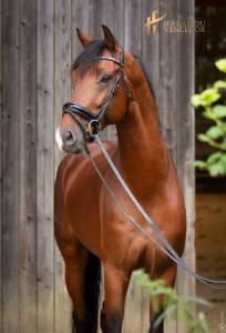 Caballo entero KWPN Caballo de Deporte Neerlandés En venta 2017 Bayo
