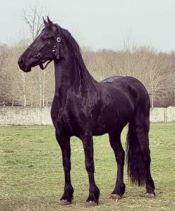 Yegua Frisón En venta 2018 Negro