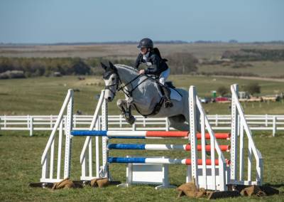 Gelding Connemara For sale 2014 Grey