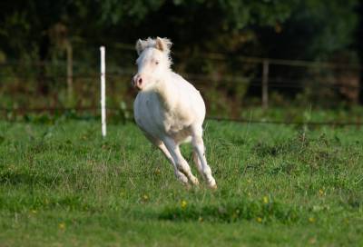 Colt Welsh Pony (Section A) For sale 2025 Cream