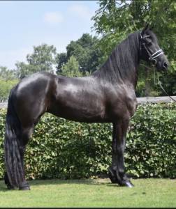 Frison pp