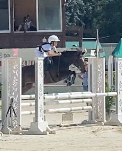 à vendre poney de sport