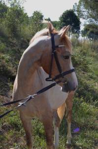 Potro palomino poni d