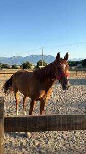 Caballo anglo-árabe