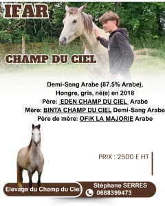 Hongre dsa débourré 7 ans endurance ou loisir