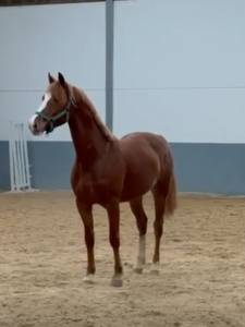 Poney à vendre 