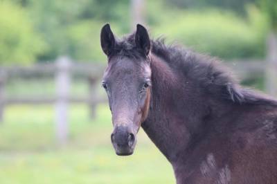 Puledro sBs Cavallo da Sport Belgio In vendita 2025 Nero ,  Denver U.S
