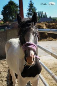 Pouliche irish cob