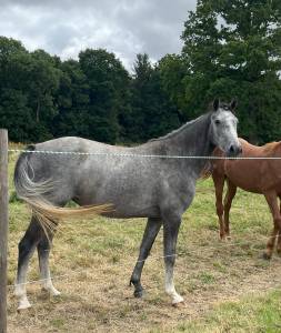 Potranca silla francés en venta 2022 tordo por le coultre de muze