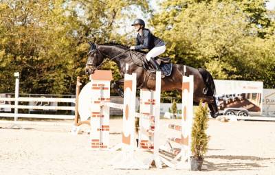 Hongre de 13 ans top cheval amateur 