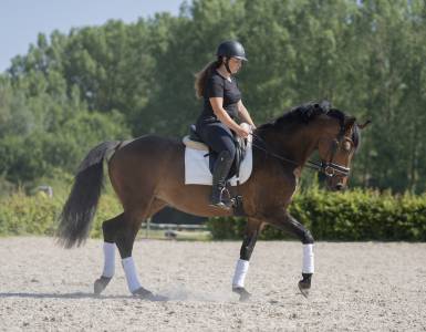Jument dressage, cce, véritable gravure!