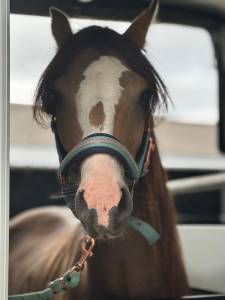 Magnifique welsh pony à vendre!!!