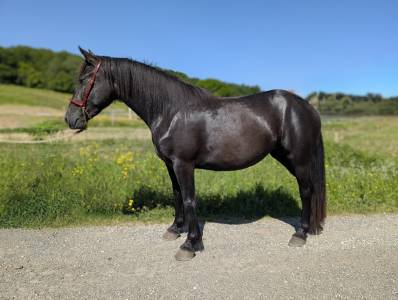 Cavalla mérens in vendita 2022 nero ,  atchoum du marlet