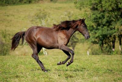 Cavalla pre andaluso in vendita 2022 nero ,  her aran ii