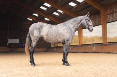 Cavalla pre andaluso in vendita 2022 grigio ,  noble de trujillo