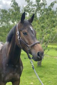 Jument de 6ans (2019) par gentleman frh (cce 3*, lion d