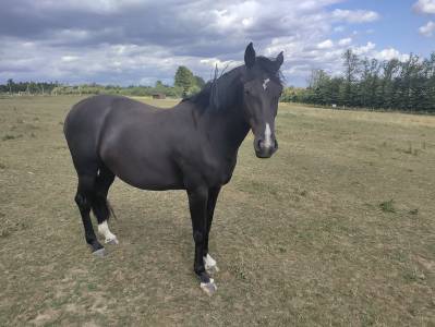Zangersheide - pouliche 3 ans
