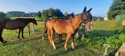 Poulains appaloosa à vendre 