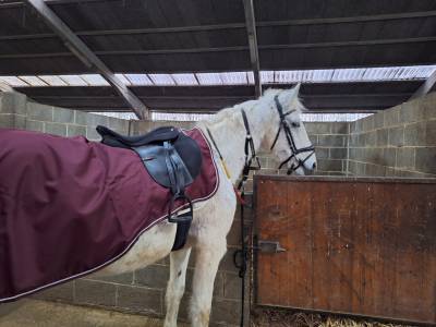 à vendre pour poulinière et compagnie 