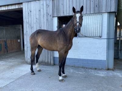 Hongre zangersheide – 5 ans