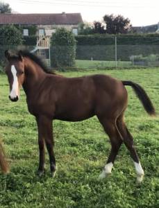 Slowly blom – superbe poulain sbs 1 an – 