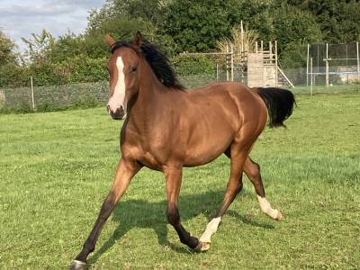 Slowly blom – superbe poulain sbs 1 an – 