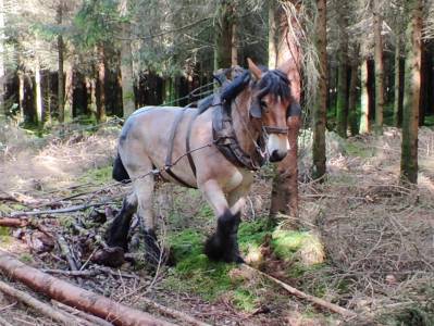 Jument trait belge de 3 ans