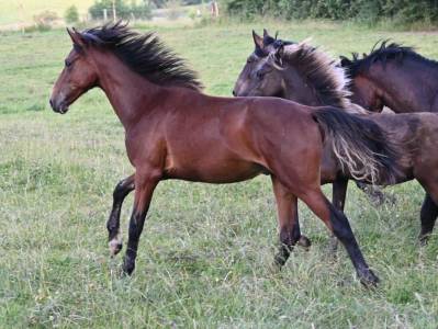 Poulain crusado lusitanien 1 an
