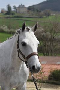 Karwin poney d