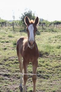 Puledra sbs cavallo da sport belgio in vendita 2025 sauro ,  newston sitte lb