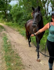 Castrone trottatore francese in vendita 2021 nero