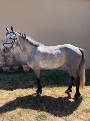 Poney connemara femelle nee en 2021