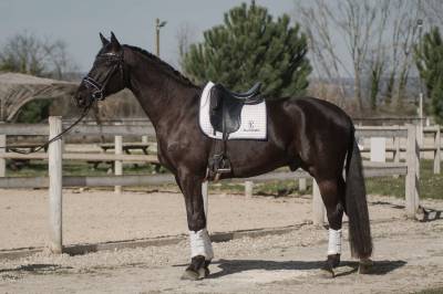 Caballo castrado Silla Francés En venta 2021 Negro