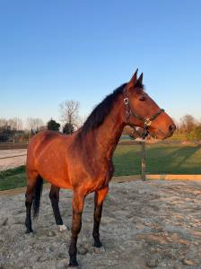 Mare bwp belgian warmblood for sale 2012 dark bay