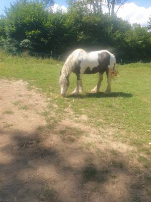 Cavalla gypsy cob in vendita 2018 pezzato ,  braveheart