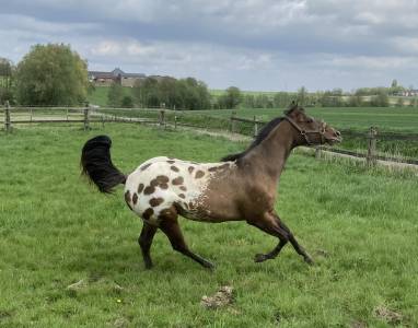 Jument appaloosa aphc