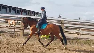 Etalon lusitalien 