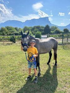Poney connemara oc de 4 ans.
