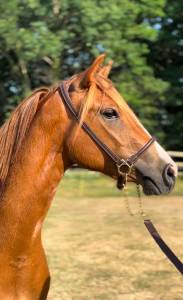Mare french saddle pony for sale 2022 chesnut