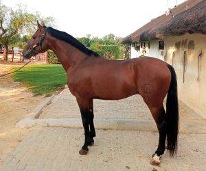 Invicto : jeune cheval de sport avec élégance