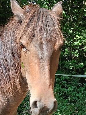 Filly Origin Recorded For sale 2023 Dark Bay