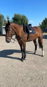 Femmina 7 anni in vendita