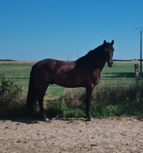 Cheval ibérique minorquin à vendre