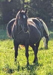Jument paint horse