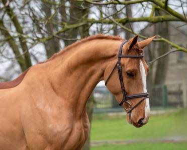 Talentueux cheval zangersheide 