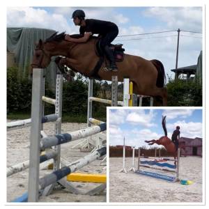 Jument de sport 5 ans par cicero z x corland
