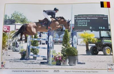 Jument de sport 5 ans par cicero z x corland