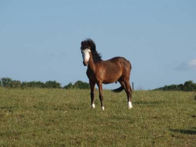 S'oufti des monts cv